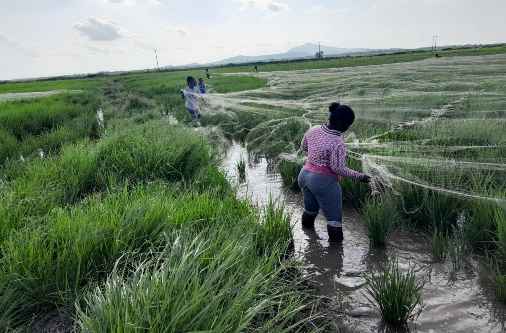 Economic Enclaves Project de-risking agriculture for Ghana’s private sector