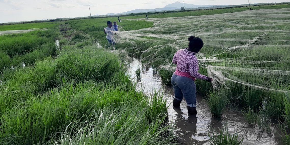 Economic Enclaves Project de-risking agriculture for Ghana’s private sector