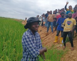 Mr. Rapheal Edifor with participants in a rice field